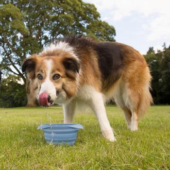 Kurgo  Collaps A Bowl  Blau